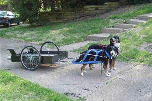 DIY Tandem Dog Cart by Fsf