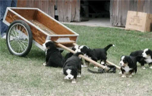 Box Style Dog Cart od Bmdinfo