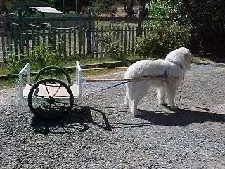 Sonic тарабынан PVC Dog Cart