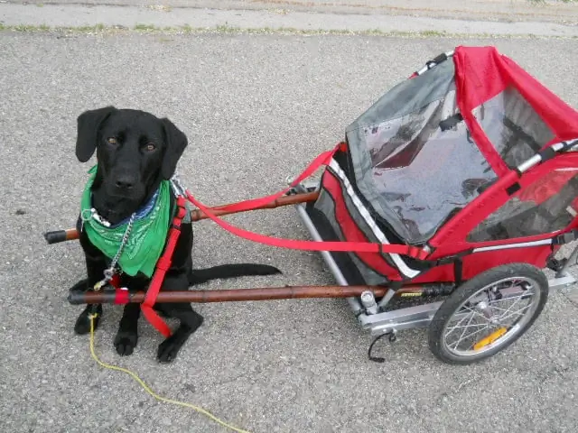 DIY-hondenkar van een opvouwbare fietsaanhanger door Instructables