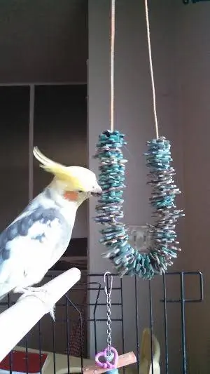 DIY Puzzle Pieces Cockatiel Toy