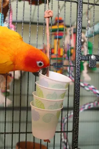 DIY Dixie Cup Mainan Cockatiel Mencari Makan