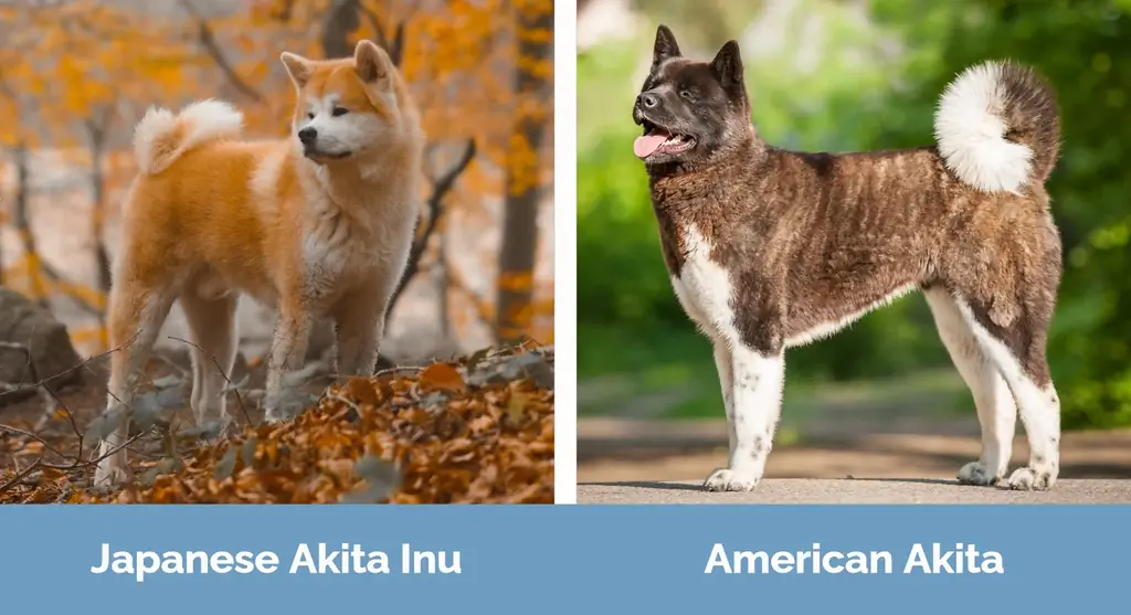 Japansk Akita Inu vs American Akita - Visuelle forskjeller