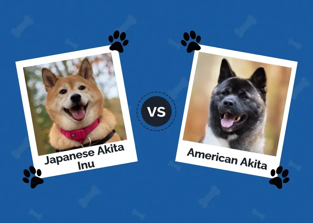 Japansk vs amerikansk Akita: skillnader förklaras (med bilder)