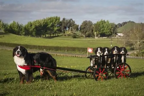 Bernese dağ köpeği, arabada 4 yavru ile bir arabayı çekiyor