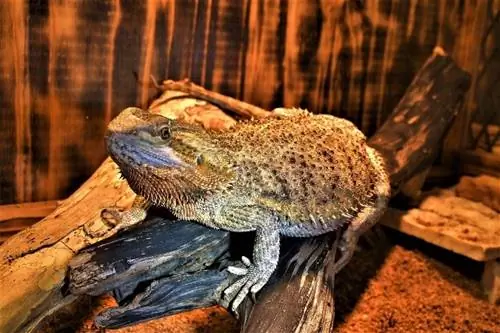 Central-Bearded-Dragon