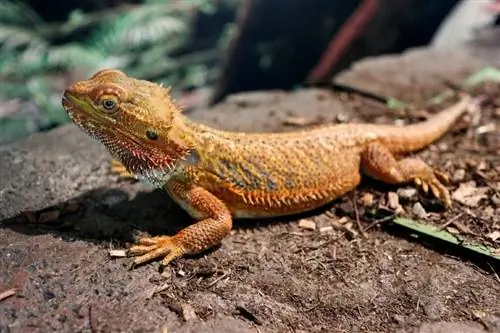 Central Bearded Dragon: Fakta, Perawatan, Diet & Kesehatan (dengan Gambar)