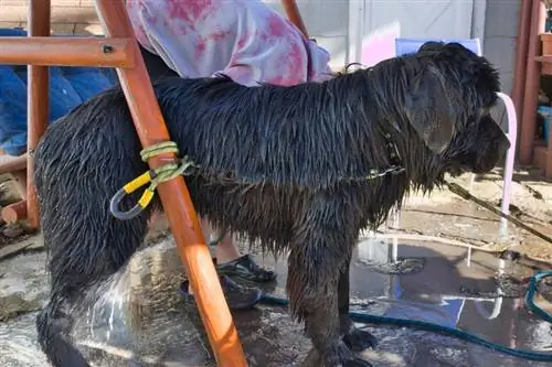 Anjing Newfoundland sedang dimandikan di luar