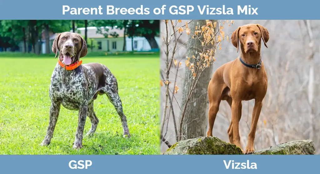 Rodičovská plemena GSP Vizsla Mix