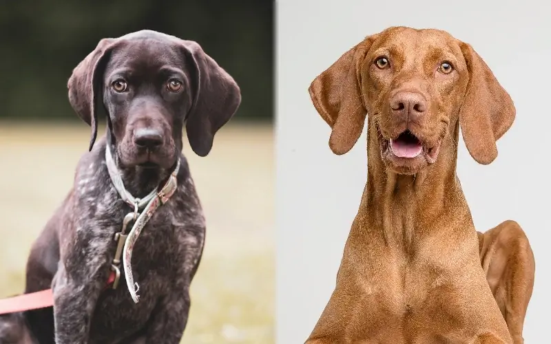 GSP Vizsla Mix: Obrázky, Průvodce péčí, Temperament & Vlastnosti