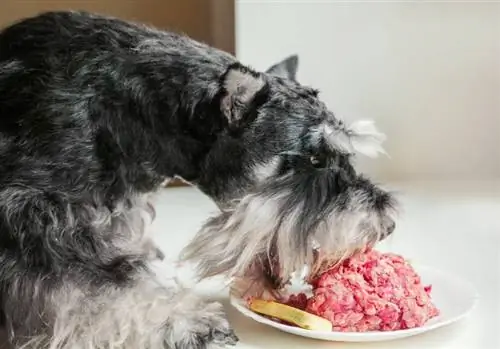 un chien affamé mange de la viande crue dans une assiette