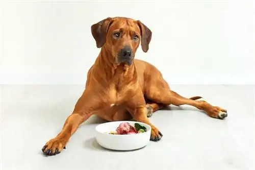 7 meilleurs services de livraison d'aliments crus pour chiens - 2023 avis &