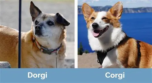 Dorgi vs Corgi – vizualiniai skirtumai