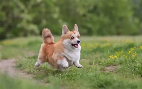 Corgi läuft draußen auf Gras