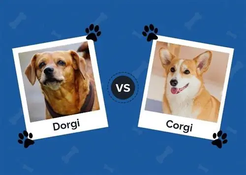 Dorgi vs Corgi: Ni ipi Inayokufaa? (Pamoja na Picha)