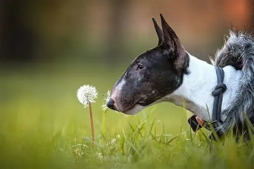 anjing terrier