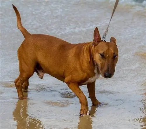 bull terrier marrón