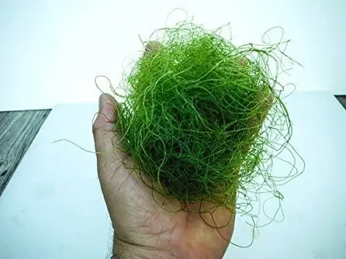 አምፊፖድስ chaetomorpha macroalgae