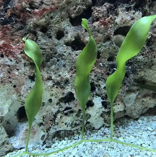 Caulerpa Prolifera macroalghe vive