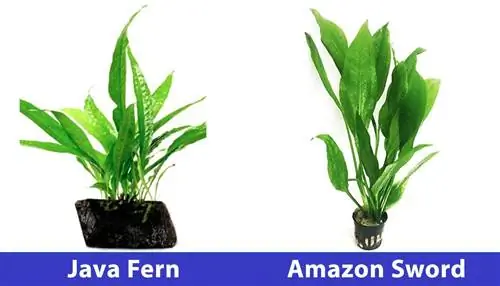 java fern och amazon svärd