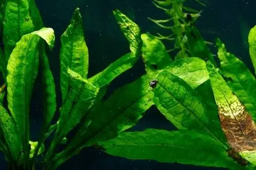 Java fern Microsorum pteropus_Pavaphon Supanantananont_shutterstock