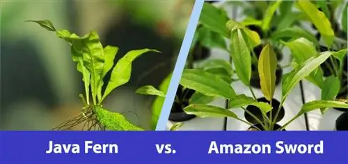 Java Fern vs Amazon Sword: Hva er forskjellene?