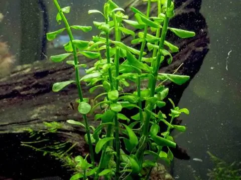 Aquatic Arts Moneywort