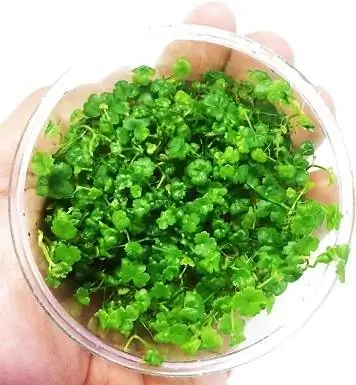 Greenpro kääbus Pennywort Jaapani koekultuur