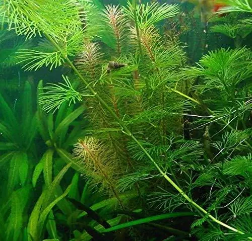 Rotala wallichii