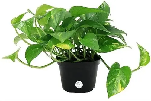 Devils Ivy Golden Pothos