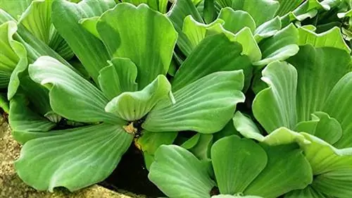 Pistia-stratiolar