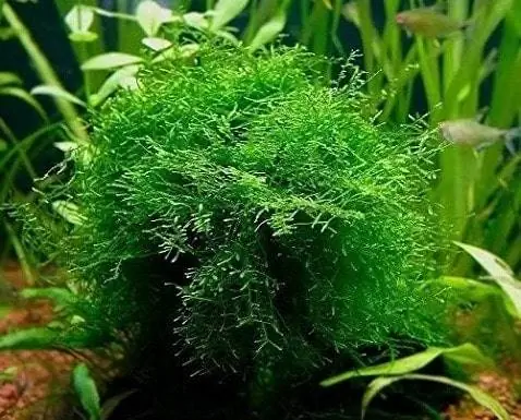 Java Moss hissəsi