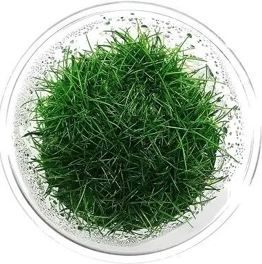 Grass flokësh xhuxh Greenpro