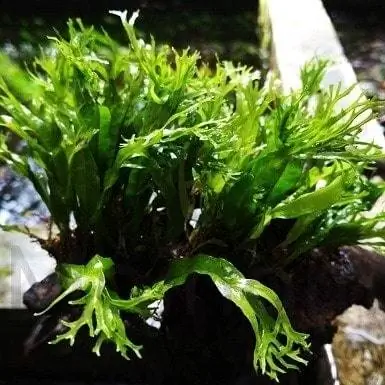 5. Java Fern Windelov