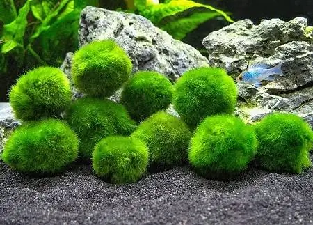 6. Топчета от мъх Marimo