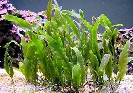 1Caulerpa prolifera Makro Alga