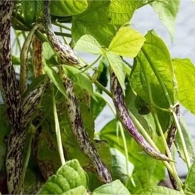 Biji Kacang Belukar Lidah Naga