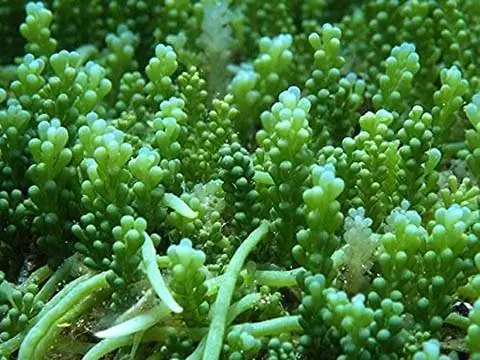 Live Grape Caulerpa. يعيش العنب Caulerpa