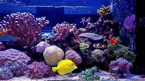 10 Pinakamahusay na S altwater Aquarium Plant sa 2023 – Mga Review & Mga Nangungunang Pinili