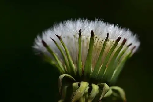 isara ang Shaving Brush Plant